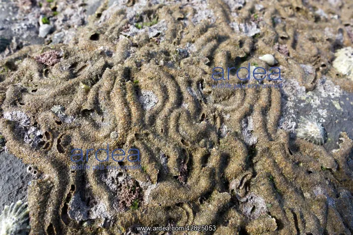 : Honeycomb Worm Tubes - Low Tide Shore