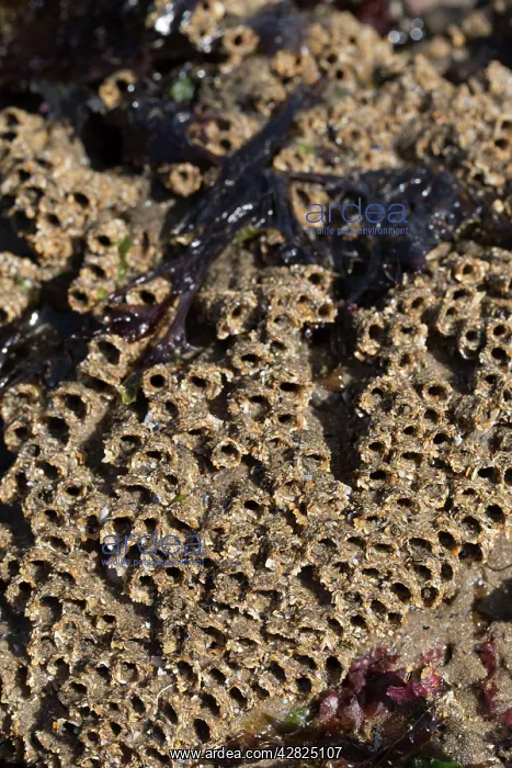 : Honeycomb Worm Tubes - Low Tide Shore : Honeycomb Worm Tubes - Low Tide Shore