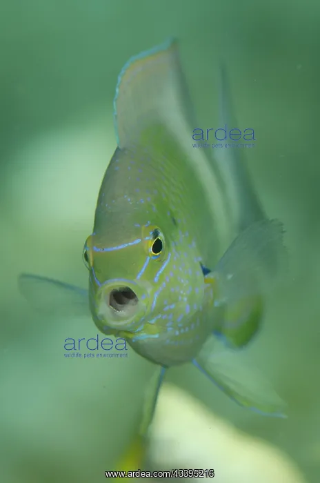 : Honeyhead Damsel : Honeyhead Damsel