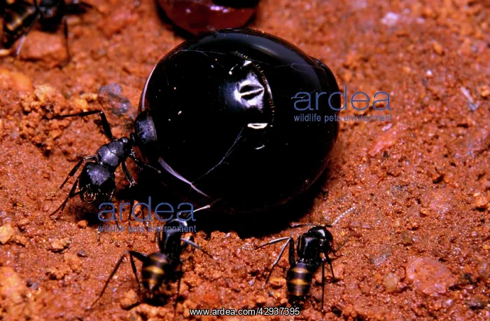 : Honeypot ant - replete : Honeypot ant - replete