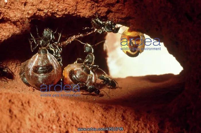 : HONEYPOT ANT - replete, hanging from roof of larder : HONEYPOT ANT - replete, hanging from roof of larder