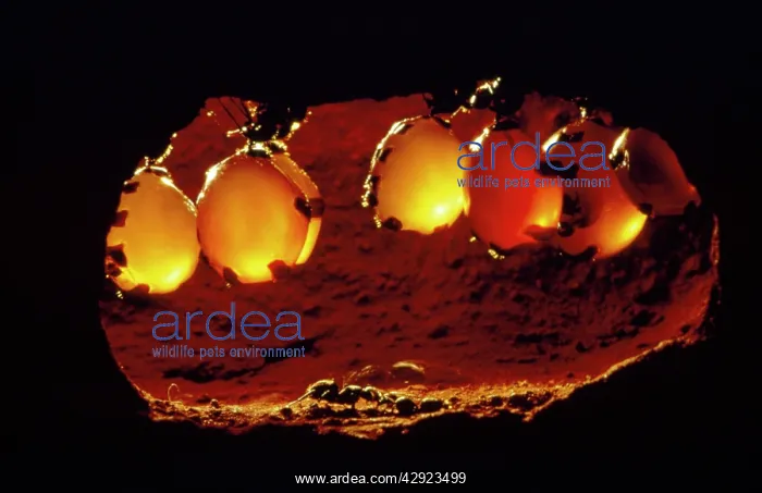 : Honeypot Ants - in replete chamber : Honeypot Ants - in replete chamber