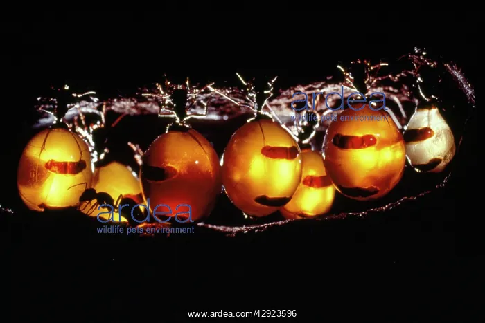 : HONEYPOT ANTS - In replete chamber : HONEYPOT ANTS - In replete chamber