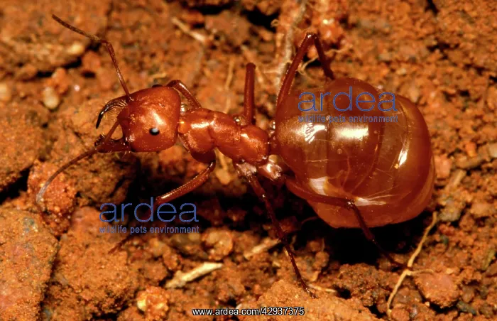 : Honeypot or Furnace ant - 'repleteI full of honey : Honeypot or Furnace ant - 'repleteI full of honey