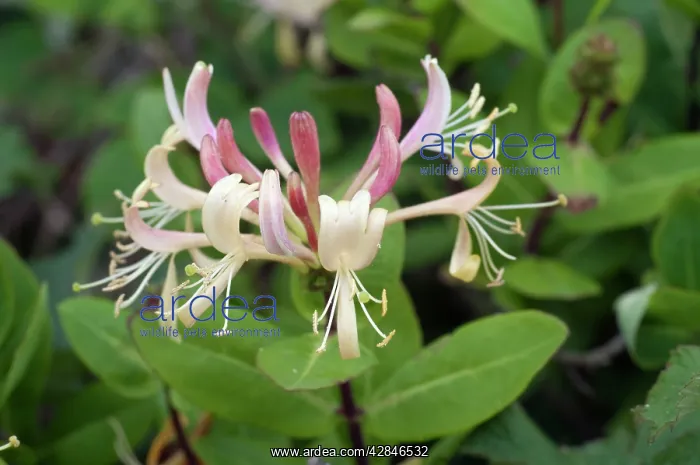 : Honeysuckle : Honeysuckle