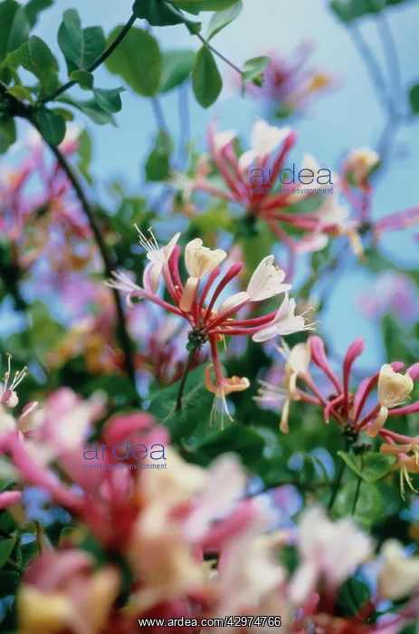 : Honeysuckle : Honeysuckle