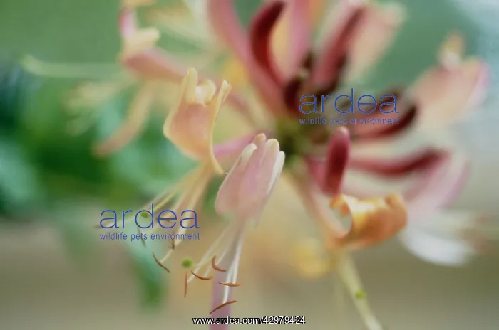 : Honeysuckle : Honeysuckle