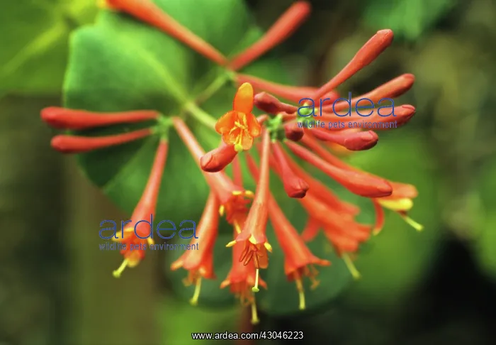 : Honeysuckle : Honeysuckle