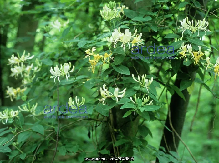 : Honeysuckle : Honeysuckle