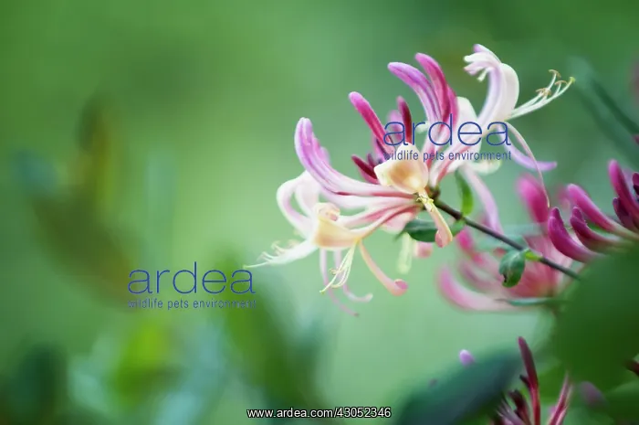 : Honeysuckle : Honeysuckle