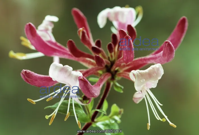 : Honeysuckle : Honeysuckle