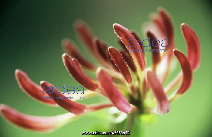 : Honeysuckle : Honeysuckle
