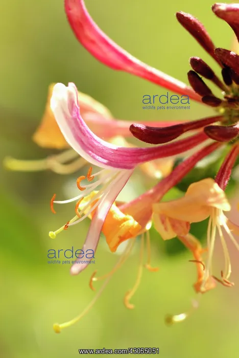  : Honeysuckle