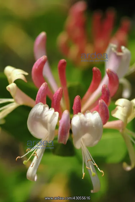 : Honeysuckle : Honeysuckle