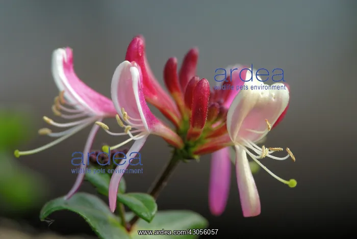 : Honeysuckle : Honeysuckle