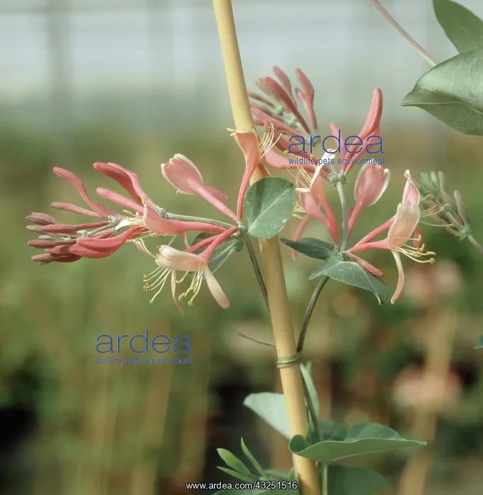 : Honeysuckle flower : Honeysuckle flower