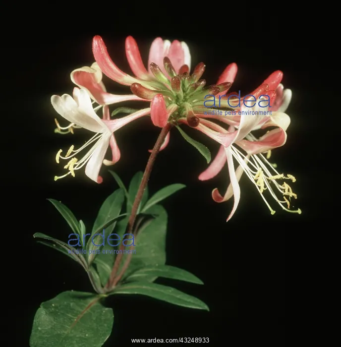 : Honeysuckle flowers : Honeysuckle flowers