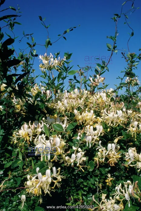 : Honeysuckle - in hedge : Honeysuckle - in hedge