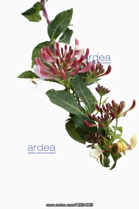 : Honeysuckle, Lonicera cultivar, Red subject, White : Honeysuckle, Lonicera cultivar, Red subject, White