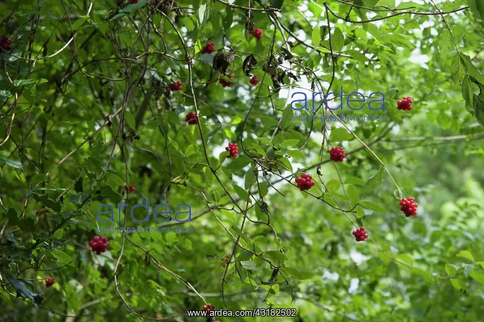 : Honeysuckle, Lonicera periclymenum, Clusters of : Honeysuckle, Lonicera periclymenum, Clusters of