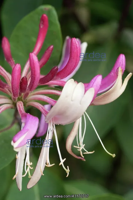 : Honeysuckle, Lonicera periclymenum Serotina close view of : Honeysuckle, Lonicera periclymenum Serotina close view of