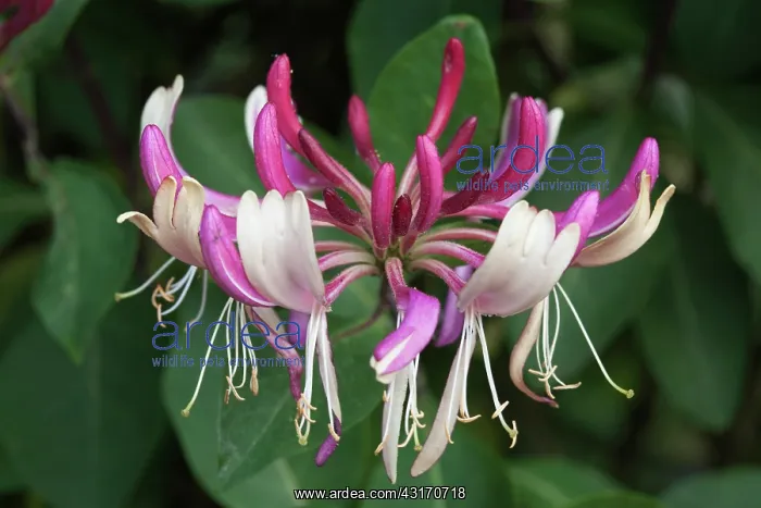 : Honeysuckle, Lonicera periclymenum Serotina close view of : Honeysuckle, Lonicera periclymenum Serotina close view of