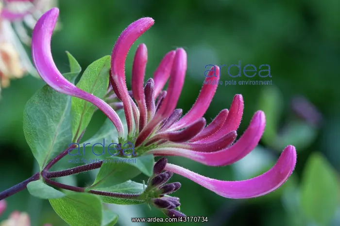 : Honeysuckle, Lonicera periclymenum Serotina close view of : Honeysuckle, Lonicera periclymenum Serotina close view of