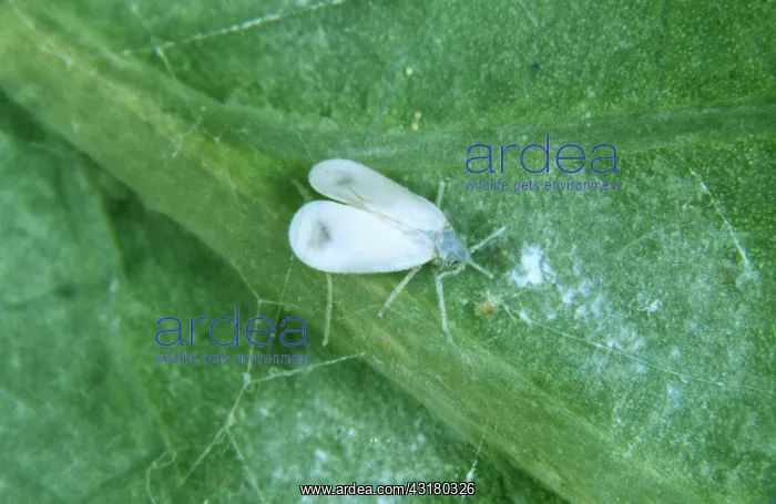 : Honeysuckle Whitefly : Honeysuckle Whitefly