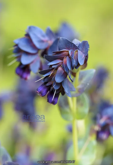 : Honeywort Blue Kiwi, Cerinthe major Kiwi Blue : Honeywort Blue Kiwi, Cerinthe major Kiwi Blue