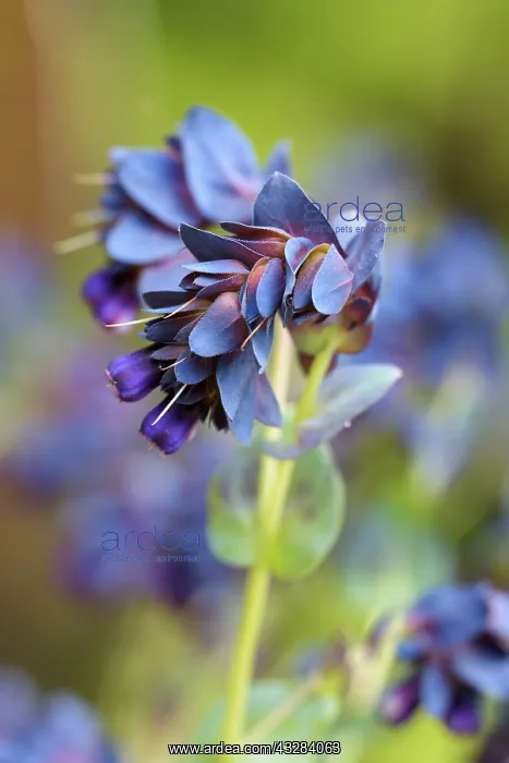 : Honeywort Blue Kiwi, Cerinthe major Kiwi Blue : Honeywort Blue Kiwi, Cerinthe major Kiwi Blue