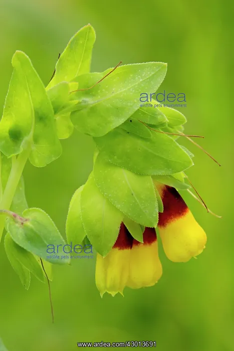 : Honeywort in flower in spring Sardinia, Italy