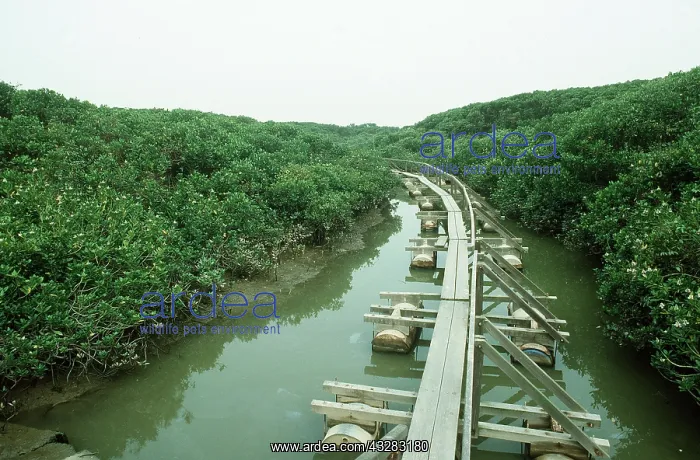 : Hong Kong - Mai Po Reserve : Hong Kong - Mai Po Reserve