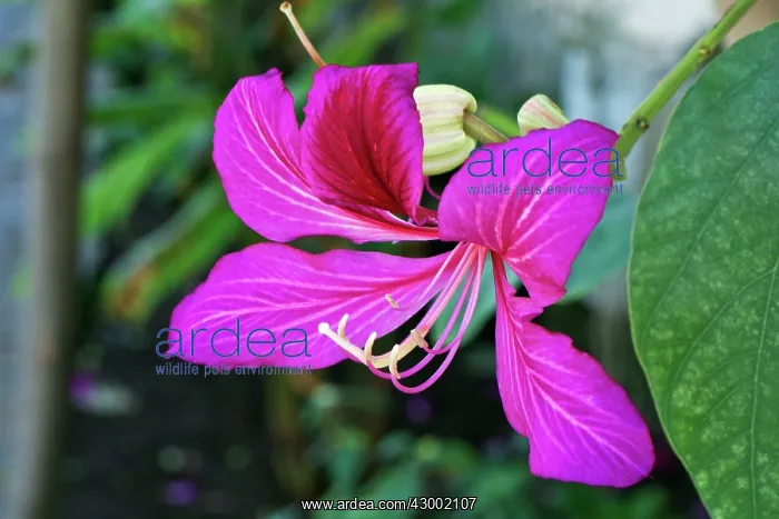 : Hong Kong Orchid Tree : Hong Kong Orchid Tree