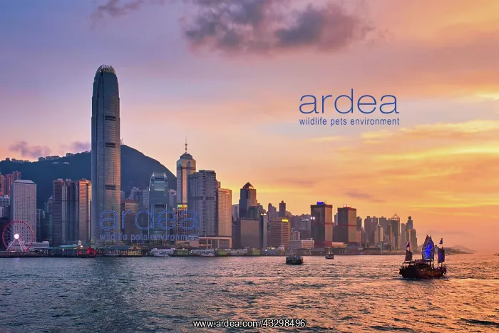 : Hong Kong skyline cityscape downtown skyscrapers : Hong Kong skyline cityscape downtown skyscrapers