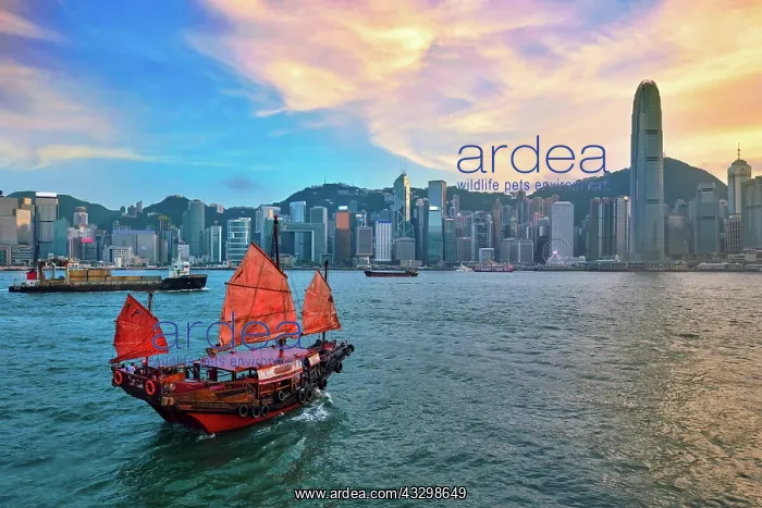  : Hong Kong skyline cityscape downtown skyscrapers