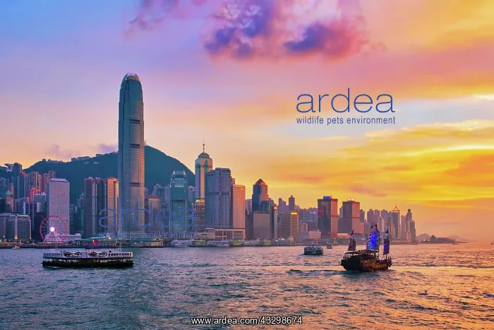 : Hong Kong skyline cityscape downtown skyscrapers : Hong Kong skyline cityscape downtown skyscrapers