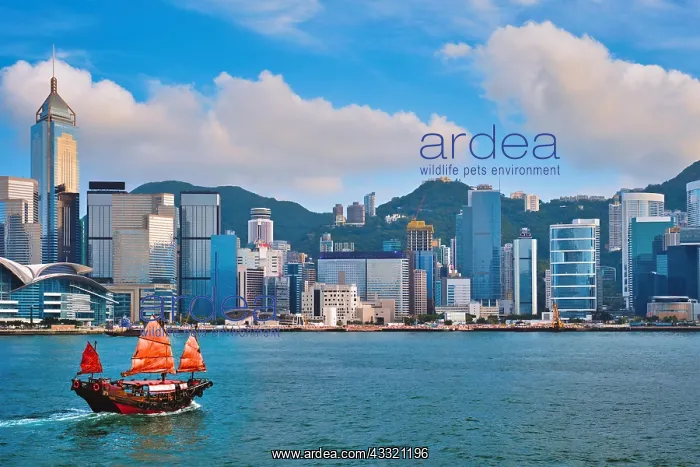: Hong Kong skyline cityscape downtown skyscrapers : Hong Kong skyline cityscape downtown skyscrapers