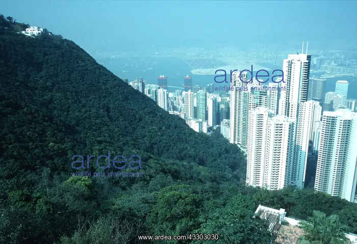 : HONG KONG - skyscrapers next to dense forest : HONG KONG - skyscrapers next to dense forest