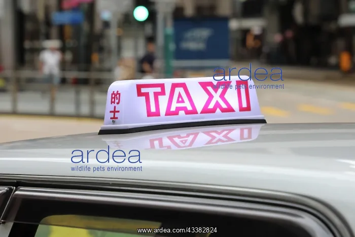 : Hong Kong taxi sign, Hong Kong, China : Hong Kong taxi sign, Hong Kong, China