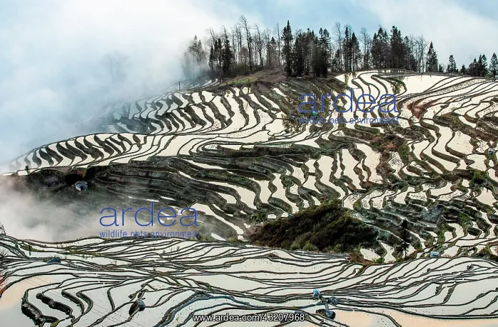 : Honghe Hani Rice Terraces, Rice terraces of Yunn : Honghe Hani Rice Terraces, Rice terraces of Yunn