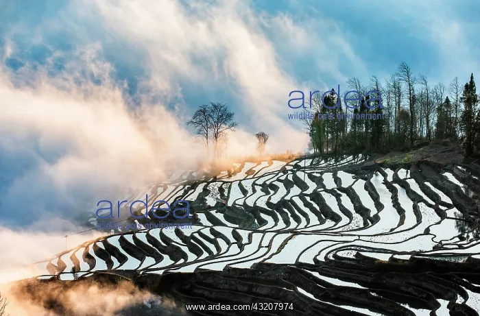 : Honghe Hani Rice Terraces, Rice terraces of Yunn : Honghe Hani Rice Terraces, Rice terraces of Yunn