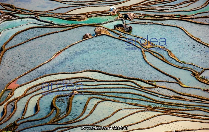 : Honghe Hani Rice Terraces in Yuanyang County. Yu : Honghe Hani Rice Terraces in Yuanyang County. Yu