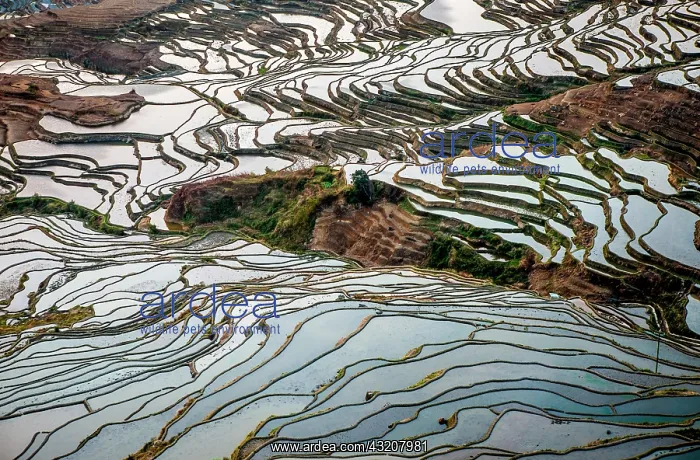 : Honghe Hani Rice Terraces in Yuanyang County. Yu : Honghe Hani Rice Terraces in Yuanyang County. Yu