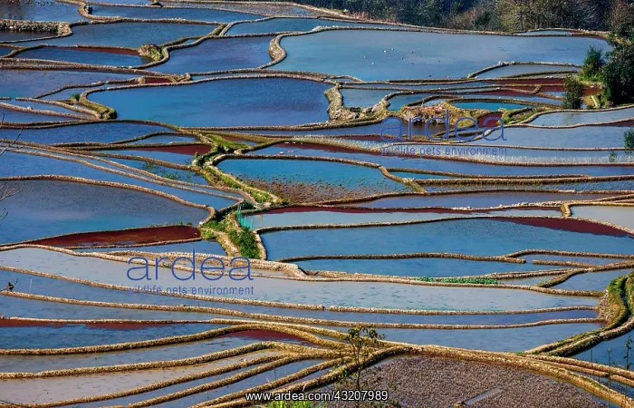 : Honghe Hani Rice Terraces in Yuanyang County. Yu : Honghe Hani Rice Terraces in Yuanyang County. Yu