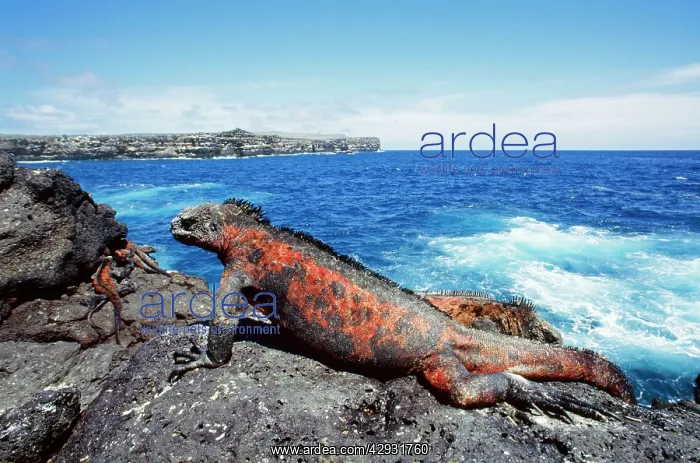 : Hood Island Marine Iguana -on rock, by sea : Hood Island Marine Iguana -on rock, by sea