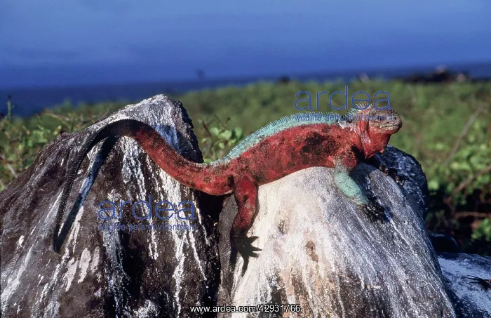 : Hood Island Marine Iguana - on rock : Hood Island Marine Iguana - on rock
