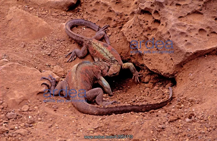 : Hood Island Marine Iguanas - fighting : Hood Island Marine Iguanas - fighting