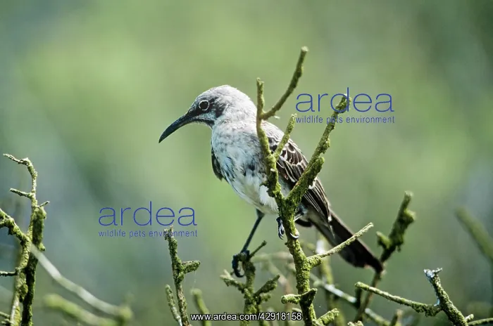 : Hood Island Mockingbird : Hood Island Mockingbird