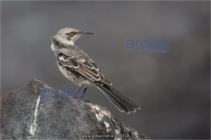 : Hood Island Mockingbird - Perched on a rock - At : Hood Island Mockingbird - Perched on a rock - At