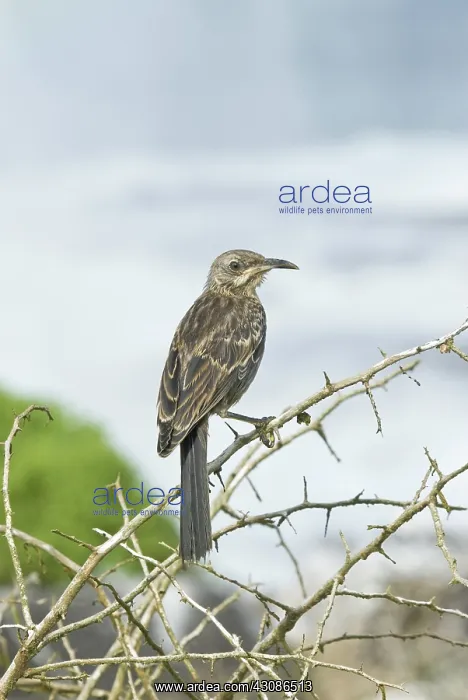 : Hood Mockingbird : Hood Mockingbird